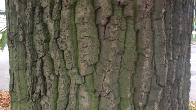 火鸡栎树 (Turkey oak tree cercus cerris) -树干/伯乐