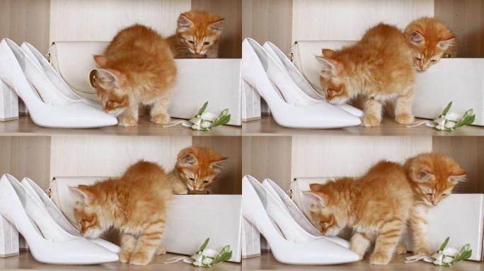 4k条纹家养姜小猫在女性衣帽间玩耍。可爱的猫宠物的概念