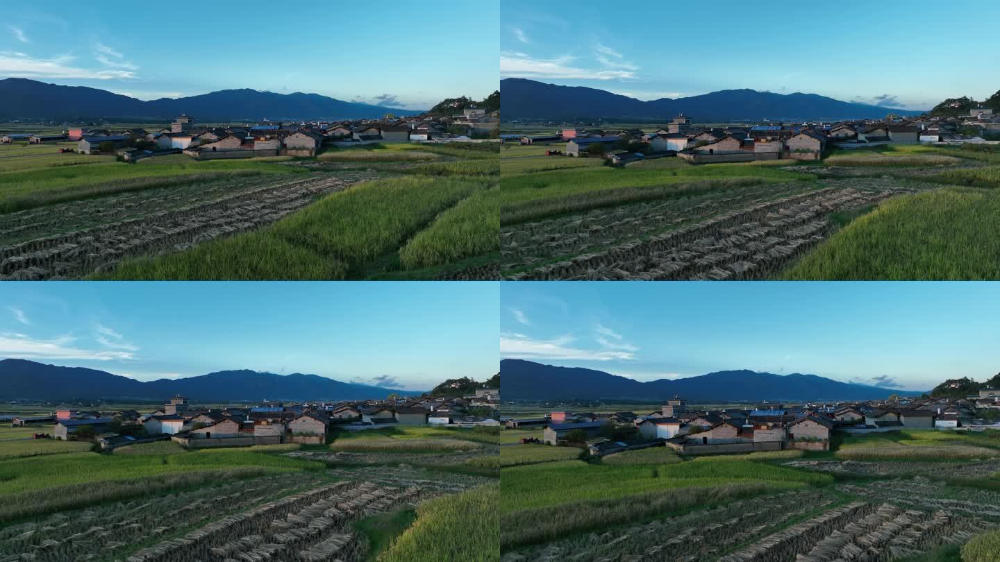 傍晚时分的稻田和村庄