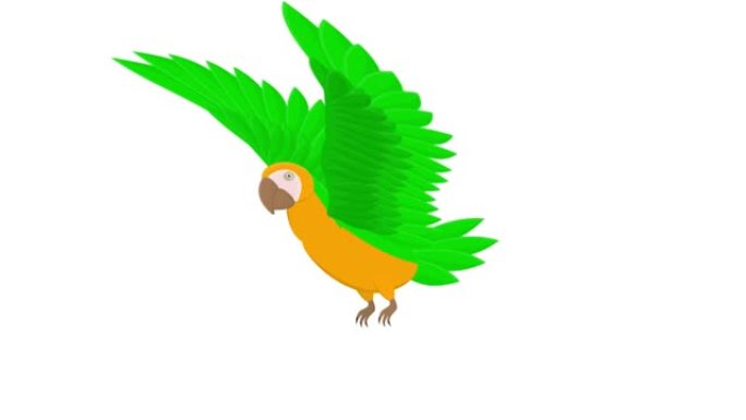 鹦鹉。鹦鹉鸟的动画。卡通