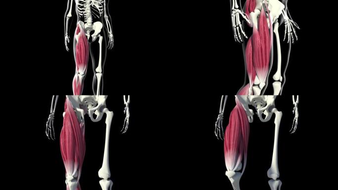 股四头肌健身锻炼肌力训练股四头肌