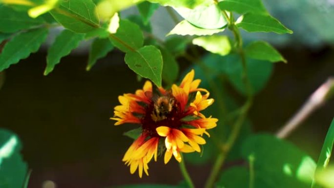 在阳光明媚的夏日里，小努力工作的大黄蜂在花园里采集黄色红花花粉的慢动作微距镜头。