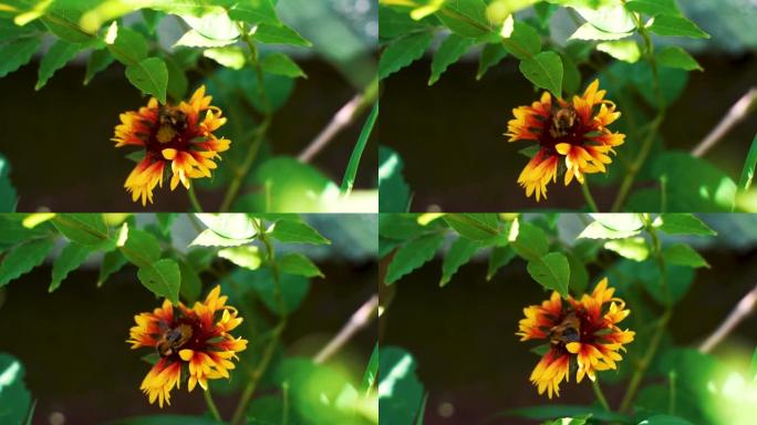 在阳光明媚的夏日里，小努力工作的大黄蜂在花园里采集黄色红花花粉的慢动作微距镜头。