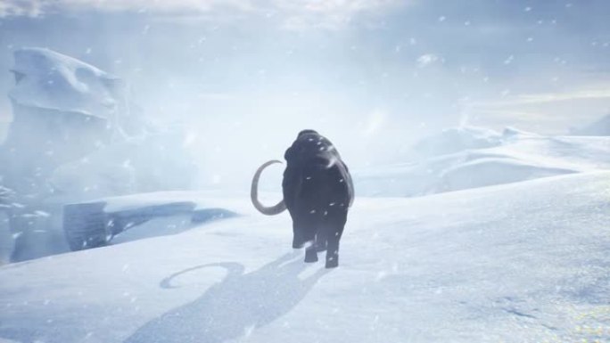 一只老猛犸象在一场暴风雪中沿着积雪覆盖的冰川行走。冬季自然条件下巨大的高冰川。该动画非常适合历史，自