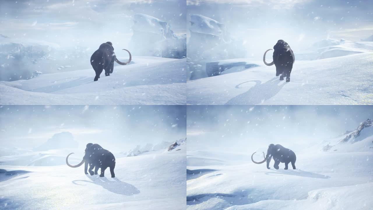 一只老猛犸象在一场暴风雪中沿着积雪覆盖的冰川行走。冬季自然条件下巨大的高冰川。该动画非常适合历史，自