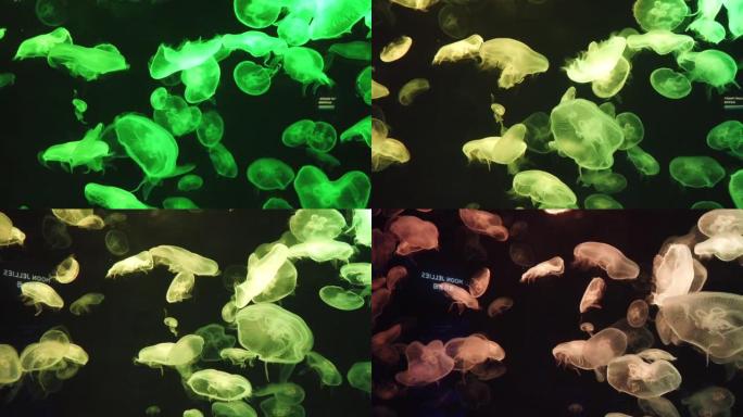 闪亮的充满活力的荧光水母在水下发光，黑暗的霓虹灯动态脉动模糊的背景。幻想催眠神秘迷幻舞蹈。生动的磷光