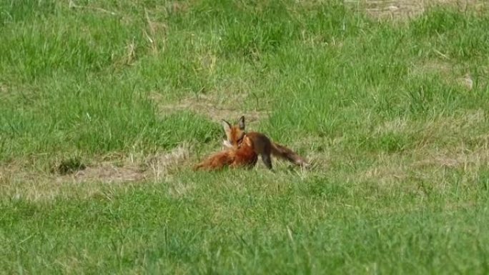 红狐在农场偷鸡，然后跑进森林。狐狸拖着死去的大鸡。野生红狐狸 (Vulpes vulpes) 在树林