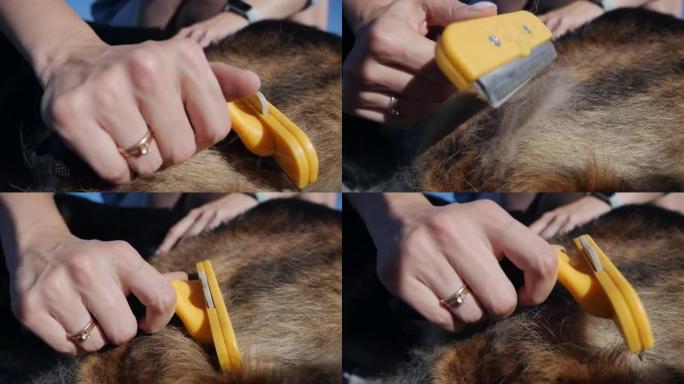 女性的手正在用梳子梳理狗。宠物的季节性蜕皮和主人去除多余的底涂层