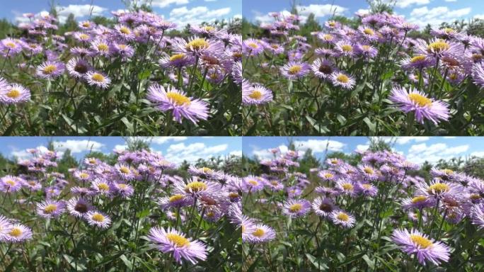 山竹紫苑，或作假紫苑 (Aster alpinus)，是紫苑属双子叶植物的一种。分类名称最早由瑞典分
