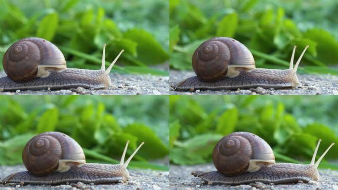 蜗牛在黑暗的表面上爬行的特写