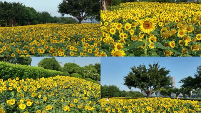 花海公园-向日葵