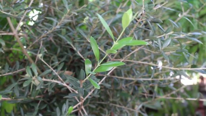 橄榄树生长在户外的盆栽中
