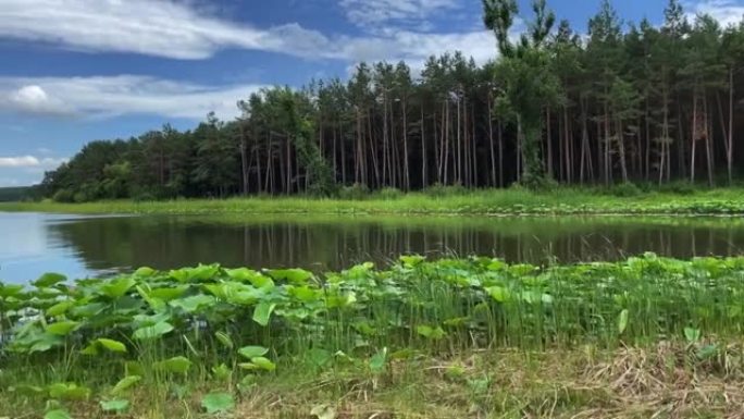 池塘里的莲花湖泊水塘野草