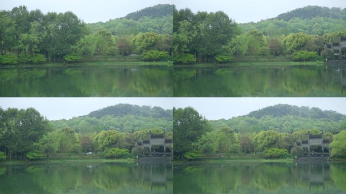 春天杭州乌龟潭阴雨天植物绿色自然