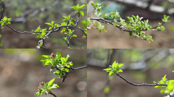 春天苹果花蕾