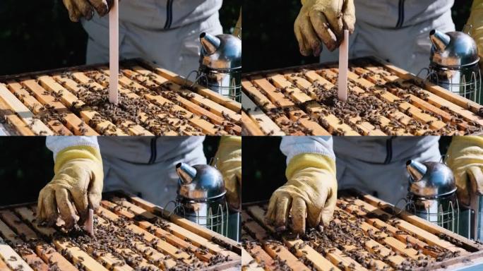 如何治疗瓦螨蜜蜂。养蜂人对待瓦螨的蜜蜂。蜜蜂的疾病及其治疗。变张。Varroa析构函数。
