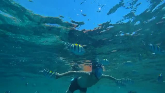 关闭水下热带珊瑚礁。看着水下的埃及海鱼。潜入色彩丰富的海洋生物、海洋世界和海景