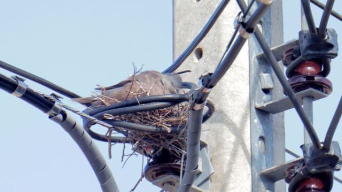 领鸽坐在电线上的巢中