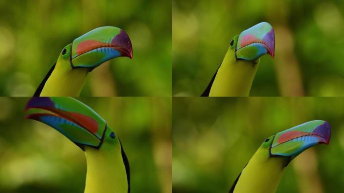 龙骨嘴巨嘴鸟-Ramphastos sulphatus也称为硫胸巨嘴鸟或彩虹嘴巨嘴鸟，巨嘴鸟家族成员