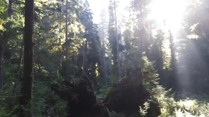 红杉/红木国家森林自然漫步