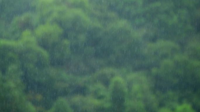 树林 下雨 雨 雨水 森林 树木 大雨