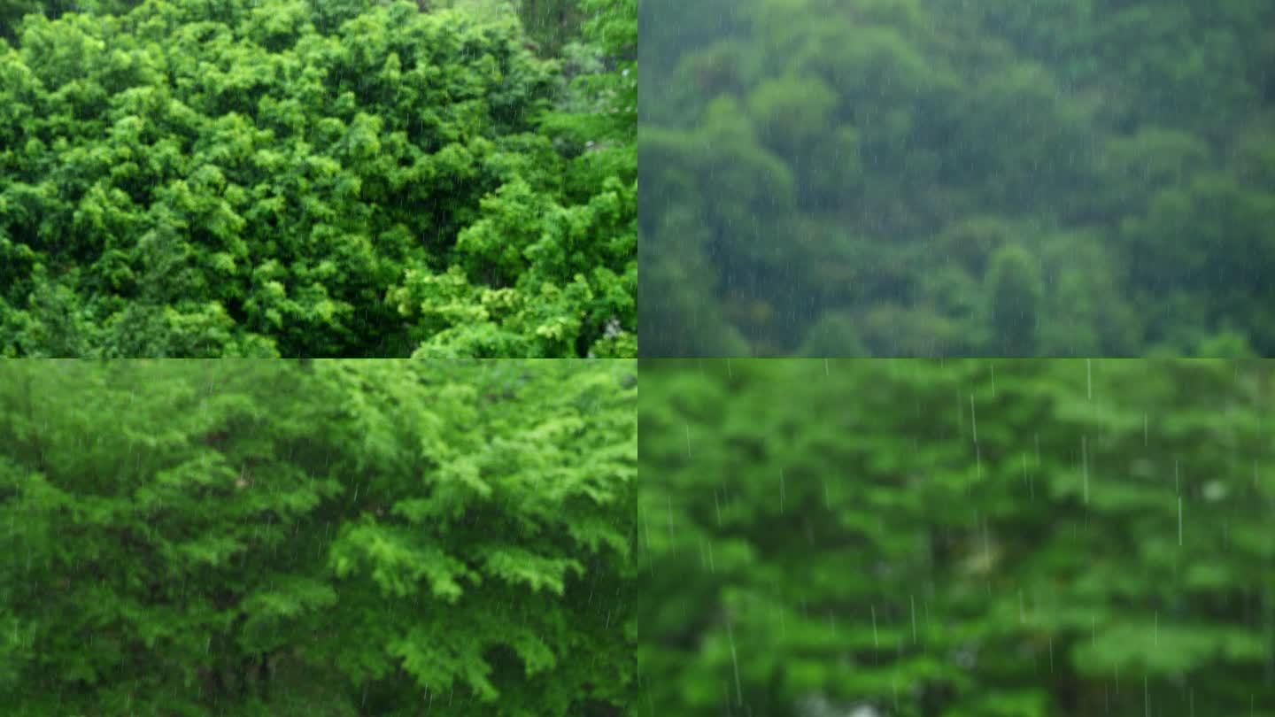 树林 下雨 雨 雨水 森林 树木 大雨