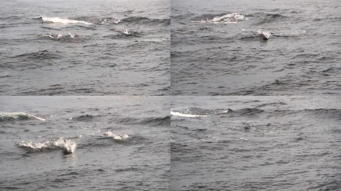 大西洋白边海豚