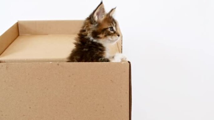 可爱的灰色小猫在一个纸板箱隔离在白色背景。好奇有趣的条纹猫藏在盒子里