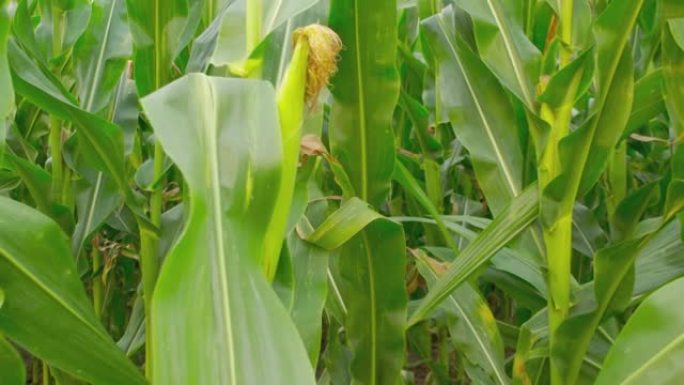 田间玉米种植，现代农业