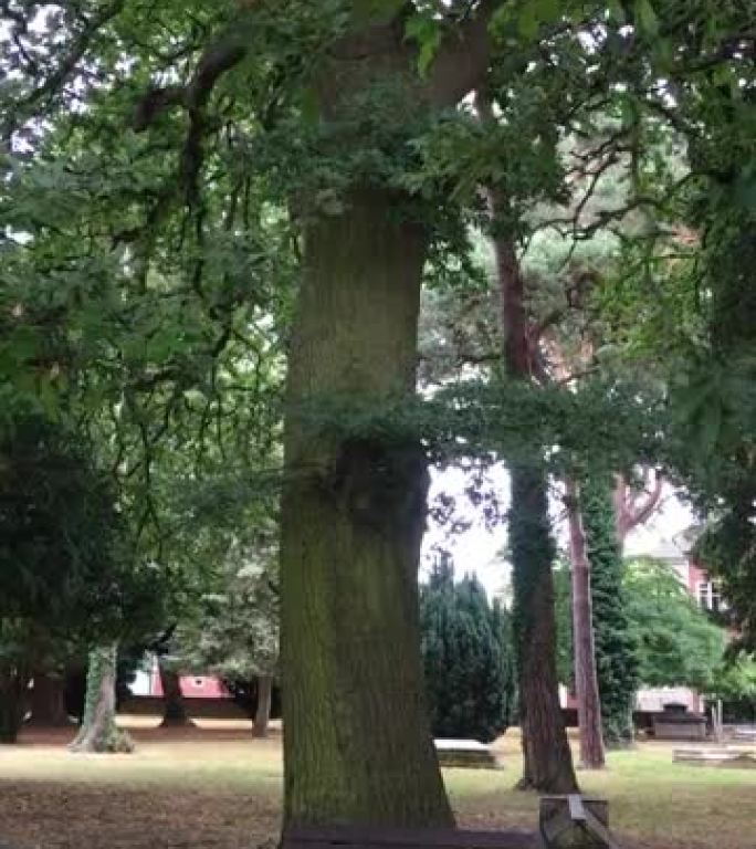 火鸡橡树 (栎树)-树干和下部树冠