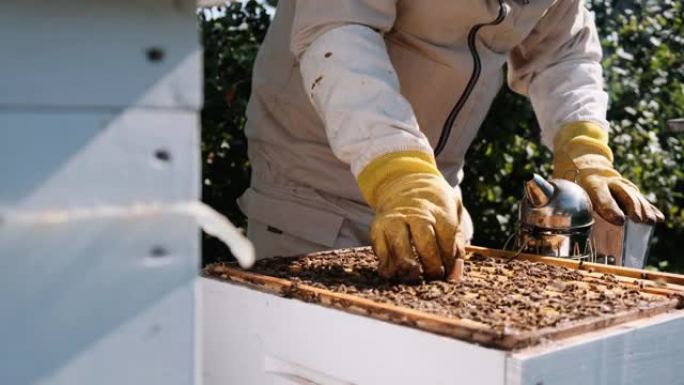 如何治疗瓦螨蜜蜂。养蜂人对待瓦螨的蜜蜂。蜜蜂的疾病及其治疗。变张。Varroa析构函数。