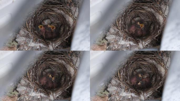 巢中新生的小鸡，饥饿的燕子幼鸟张开黄色的嘴