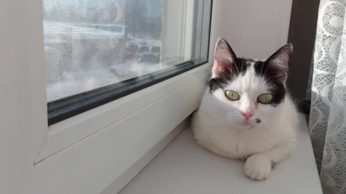 一只美丽的白猫，黑点躺在窗台上，晒太阳。五颜六色