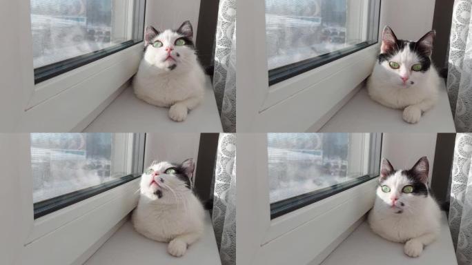 一只美丽的白猫，黑点躺在窗台上，晒太阳。五颜六色