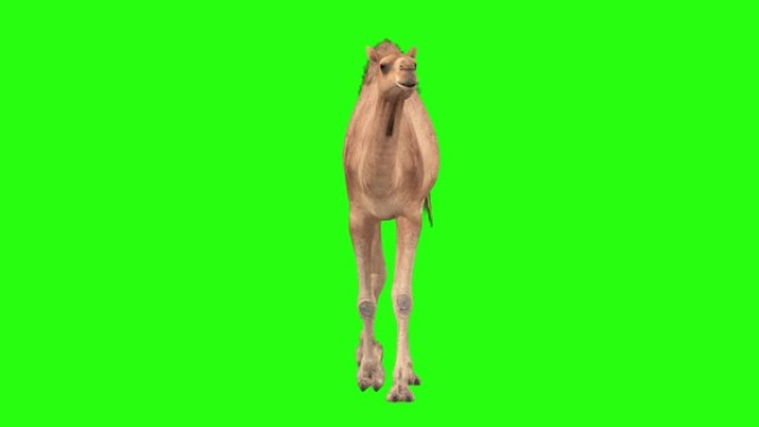 骆驼跑步周期前视图隔离在绿屏背景4k视频元素