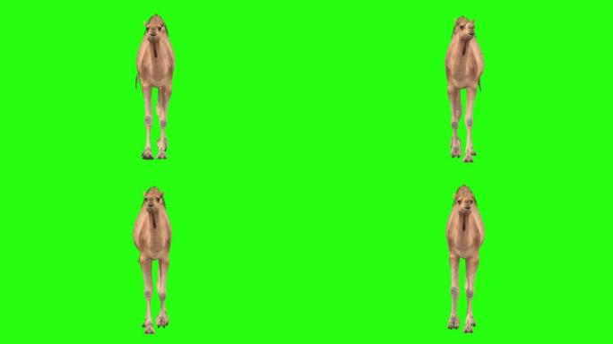 骆驼跑步周期前视图隔离在绿屏背景4k视频元素