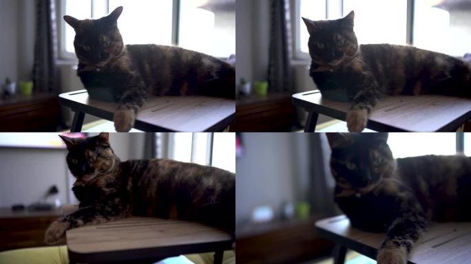 桌上的玳瑁猫