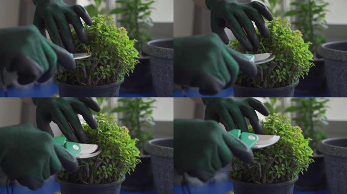 关闭女人的手在家里修剪她的植物