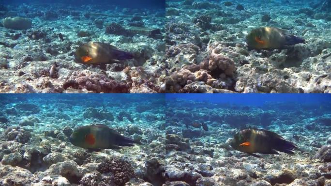 红海的Broomtail wasse-Cheilinus lunulatus，珊瑚礁4k视频剪辑