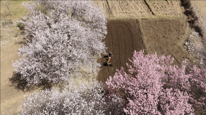 4k高原杏花村盛开的一片花树