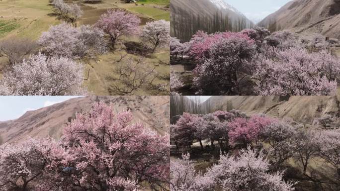 4k高原杏花村盛开的一片花树