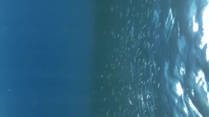 垂直视频: 一大群小鱼在富含浮游生物的地表水中觅食。视觉上可分辨的浮游生物丰富的水层 (罕见现象)
