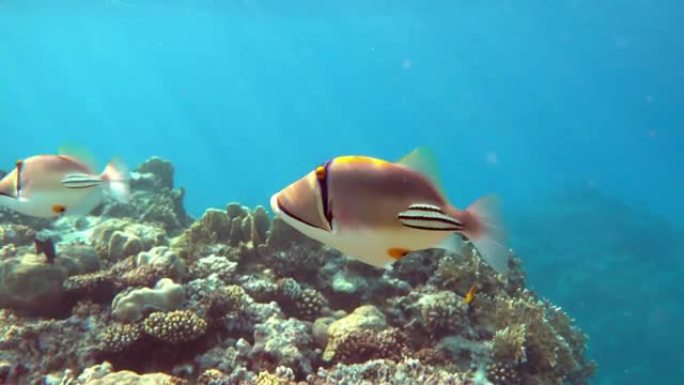 毕加索金鱼鱼 (Rhinecanthus aculeatus)，珊瑚鱼在珊瑚的reef.4k视频剪辑