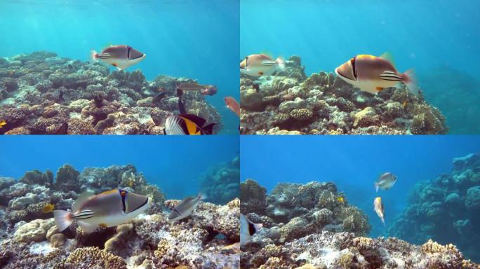 毕加索金鱼鱼 (Rhinecanthus aculeatus)，珊瑚鱼在珊瑚的reef.4k视频剪辑