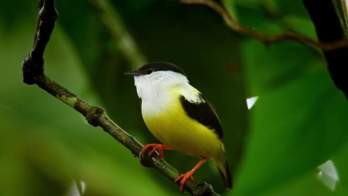 马纳金家族中的白领马纳金-马纳金雀形目鸟，热带新世界从墨西哥东南部到哥斯达黎加和巴拿马最西部的常驻饲