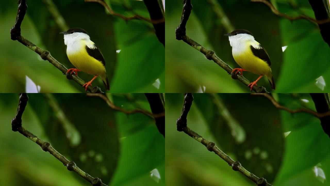 马纳金家族中的白领马纳金-马纳金雀形目鸟，热带新世界从墨西哥东南部到哥斯达黎加和巴拿马最西部的常驻饲