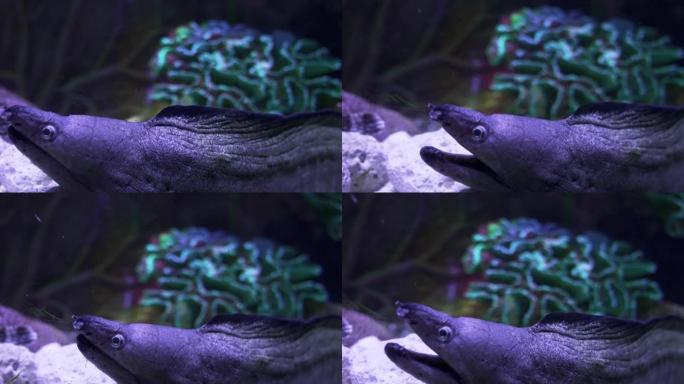海鳗。miliaris裸胸。水下视频。