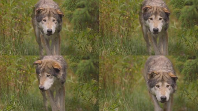 好奇的老灰狼在森林中的竞争对手或食物之后看起来和闻起来