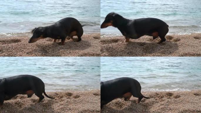 夏天，有趣的湿腊肠犬小狗在海滩上带着小鹅卵石沐浴在宁静的海水中后会甩掉水