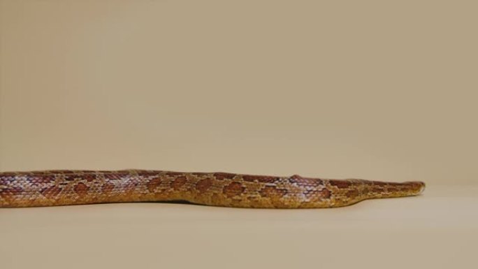 老虎蟒蛇molurus bivittatus morph albine缅甸语在工作室的米色背景下。皮